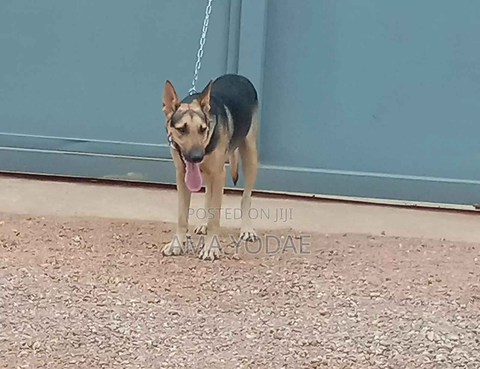 1+ year Male Purebred German Shepherd