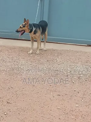 1+ year Male Purebred German Shepherd