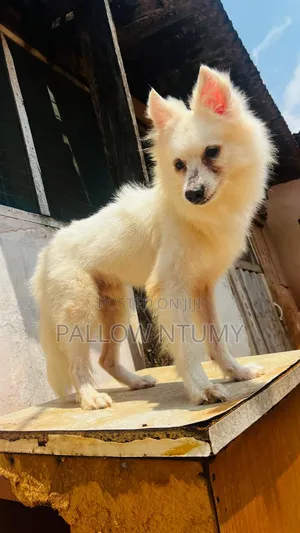 1+ year Male Purebred American Eskimo