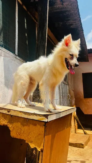 1+ year Male Purebred American Eskimo