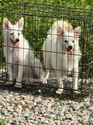 1+ year Male Purebred American Eskimo