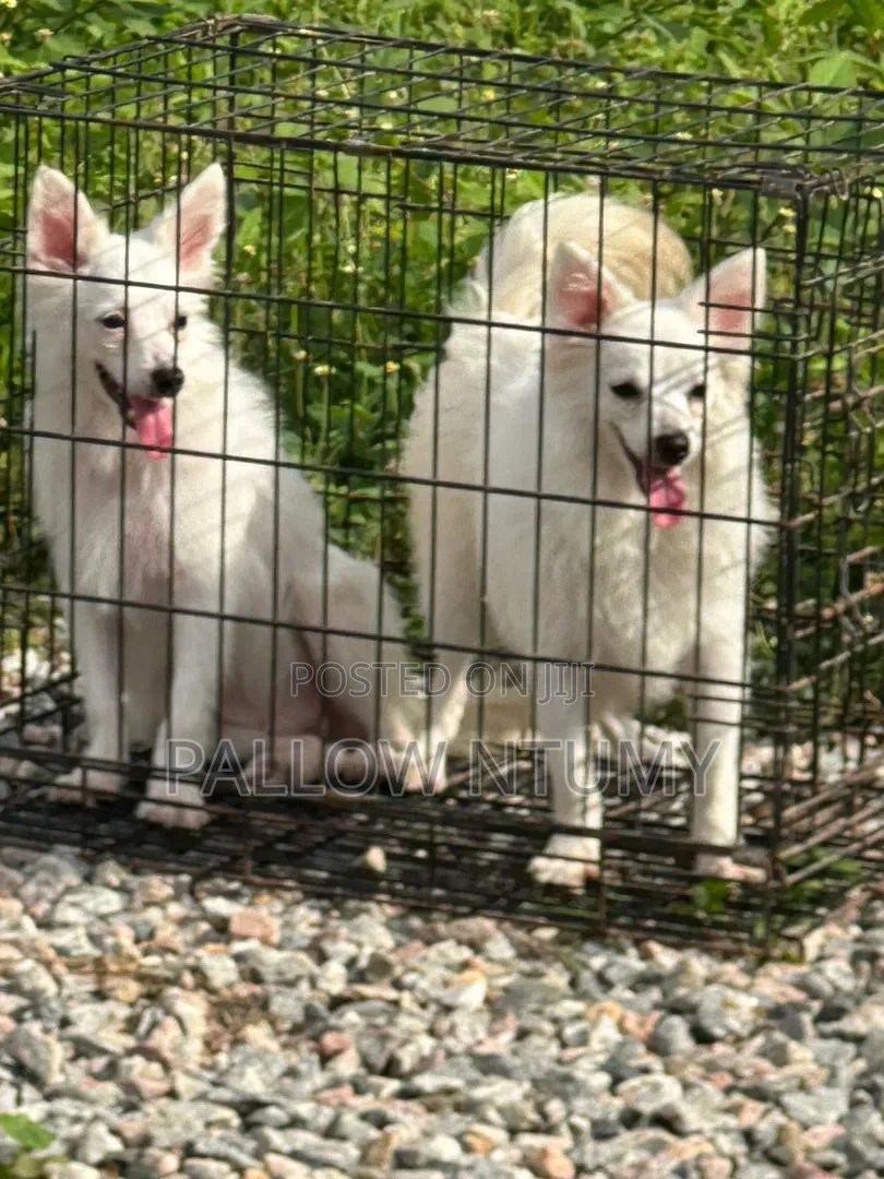 1+ year Male Purebred American Eskimo