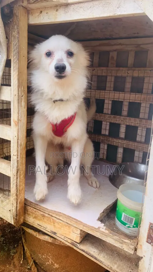 1+ year Male Purebred American Eskimo