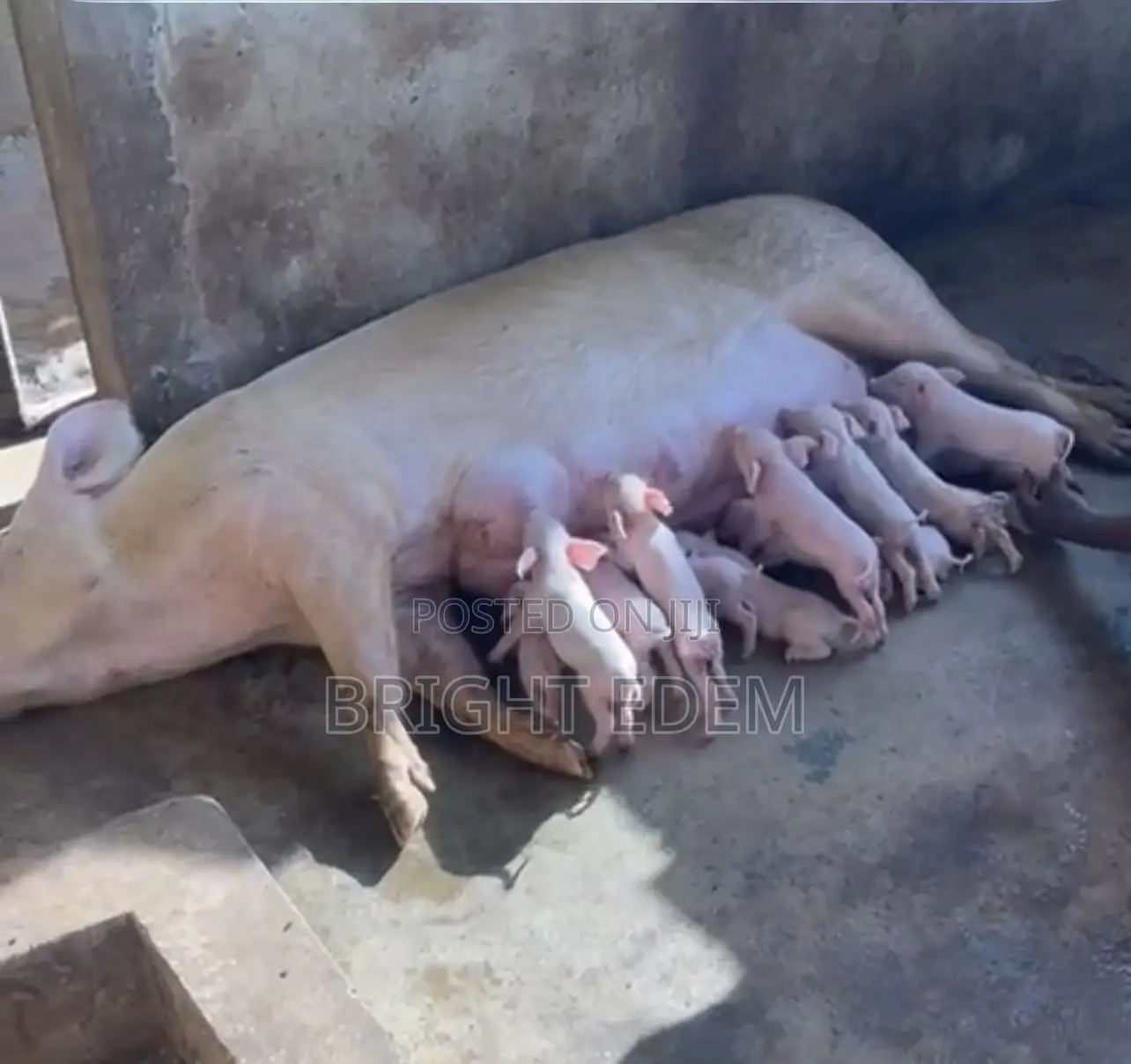 Pigs for Sale at Asikuma
