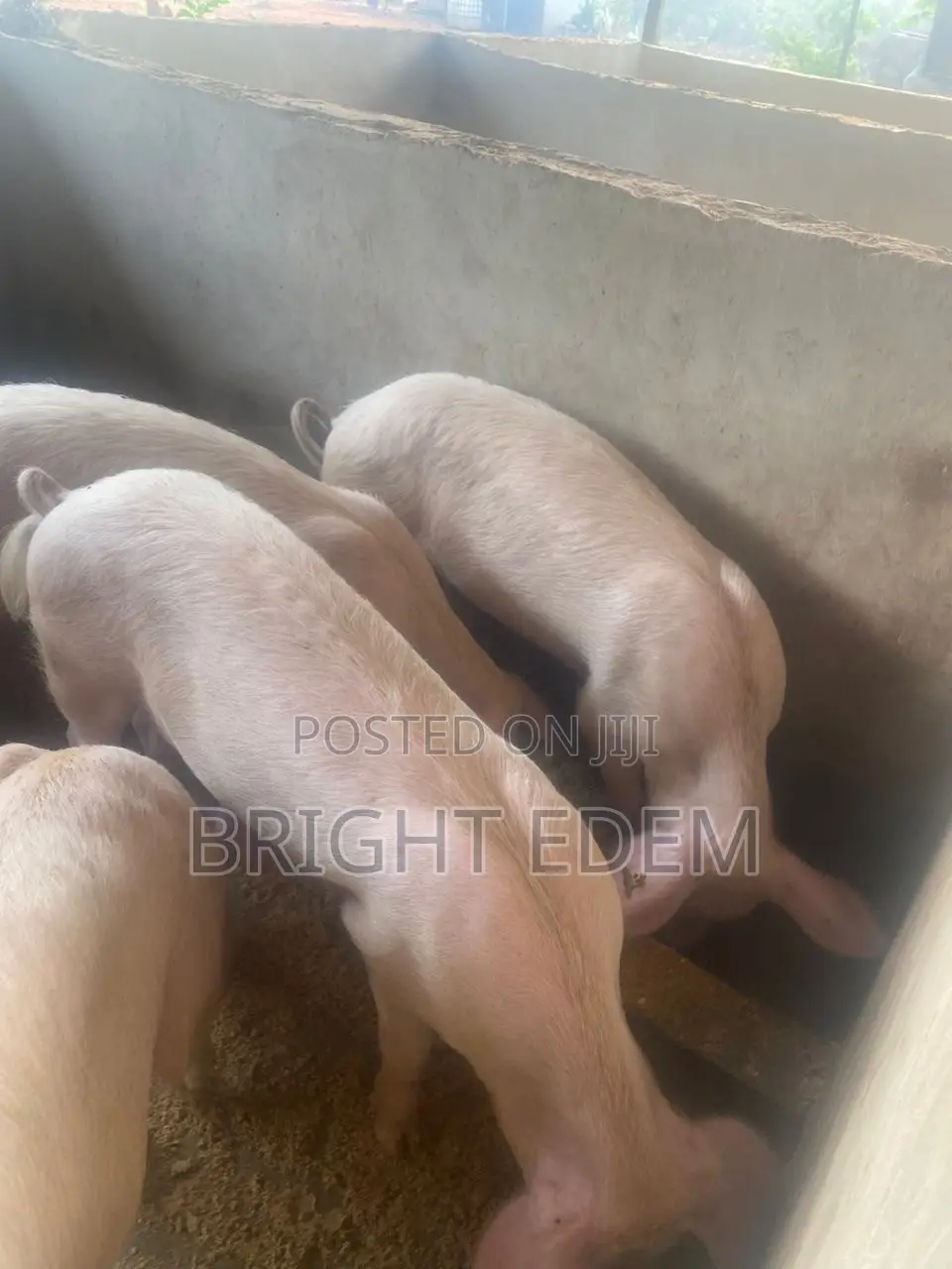 Pigs for Sale at Asikuma