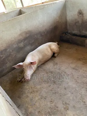 Pigs for Sale at Asikuma
