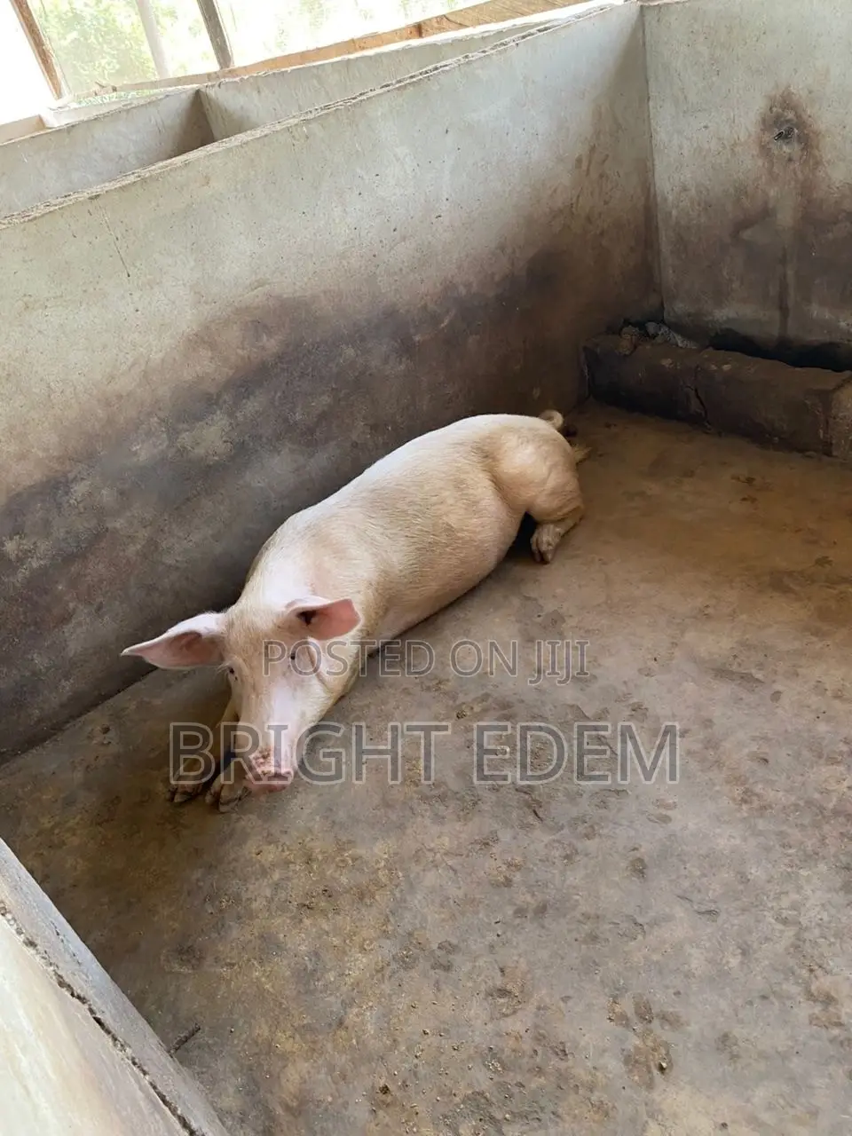 Pigs for Sale at Asikuma