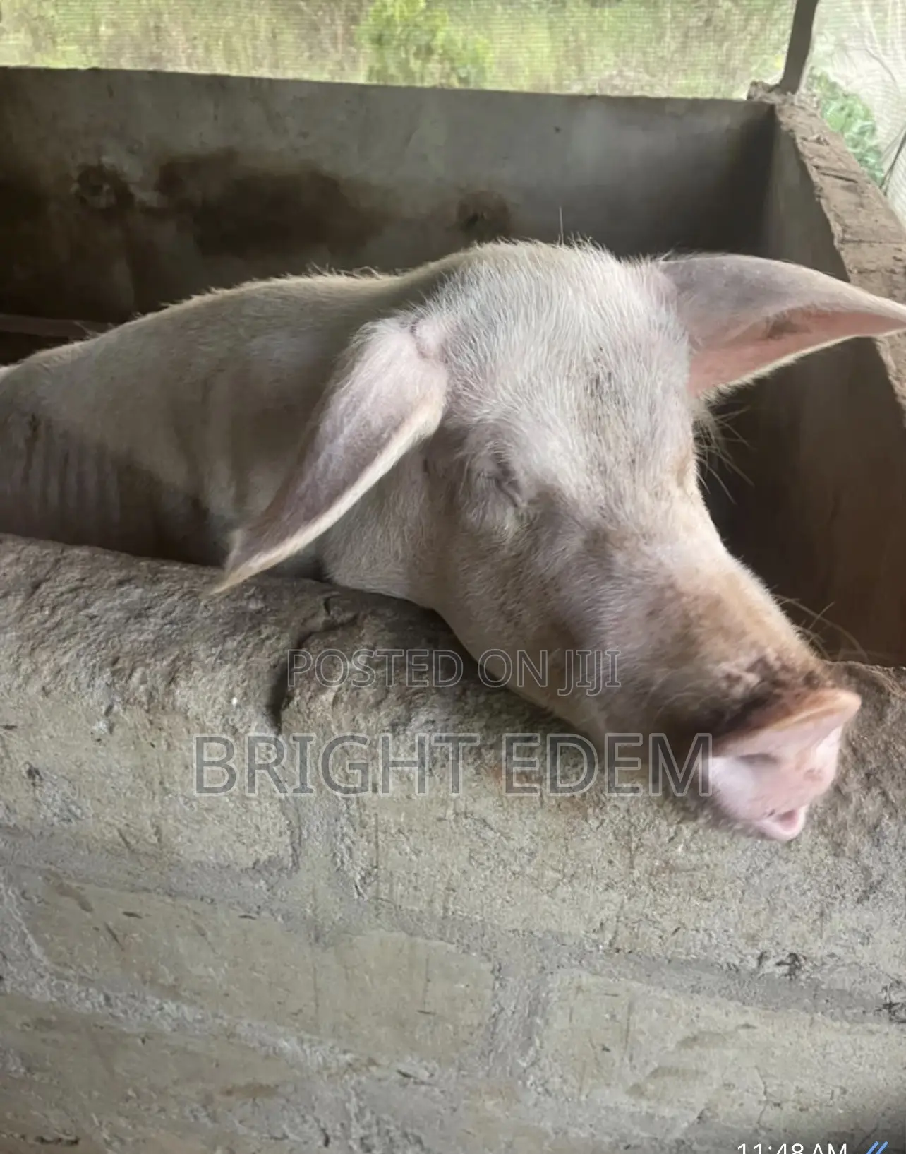 Pigs for Sale at Asikuma