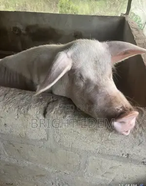 Pigs for Sale at Asikuma