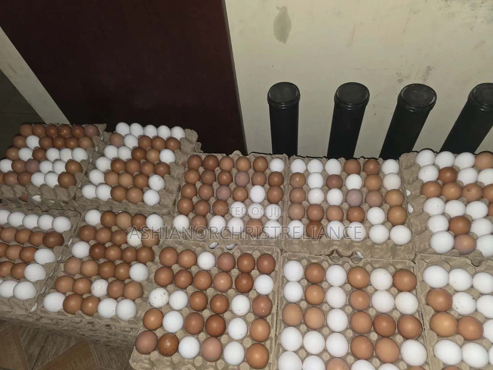 Fresh Eggs