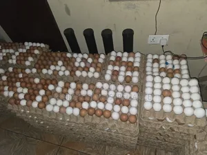 Fresh Eggs