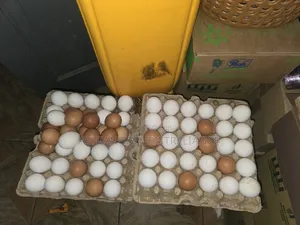 Fresh Eggs