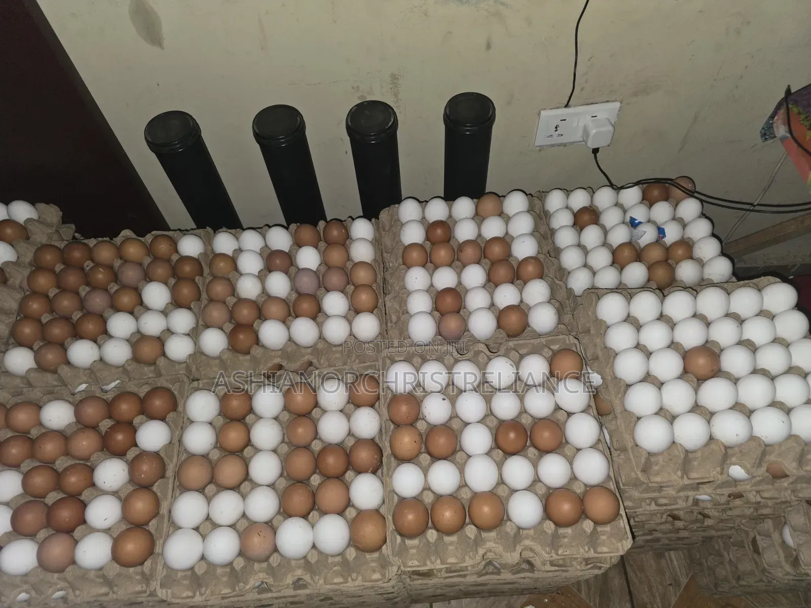 Fresh Eggs
