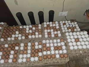 Fresh Eggs
