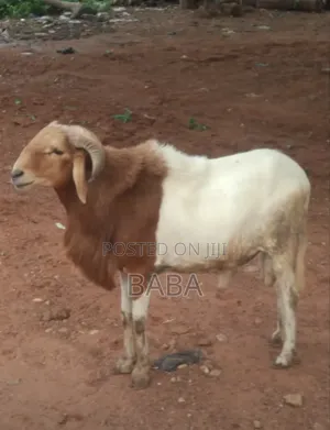 Sheep for Sale