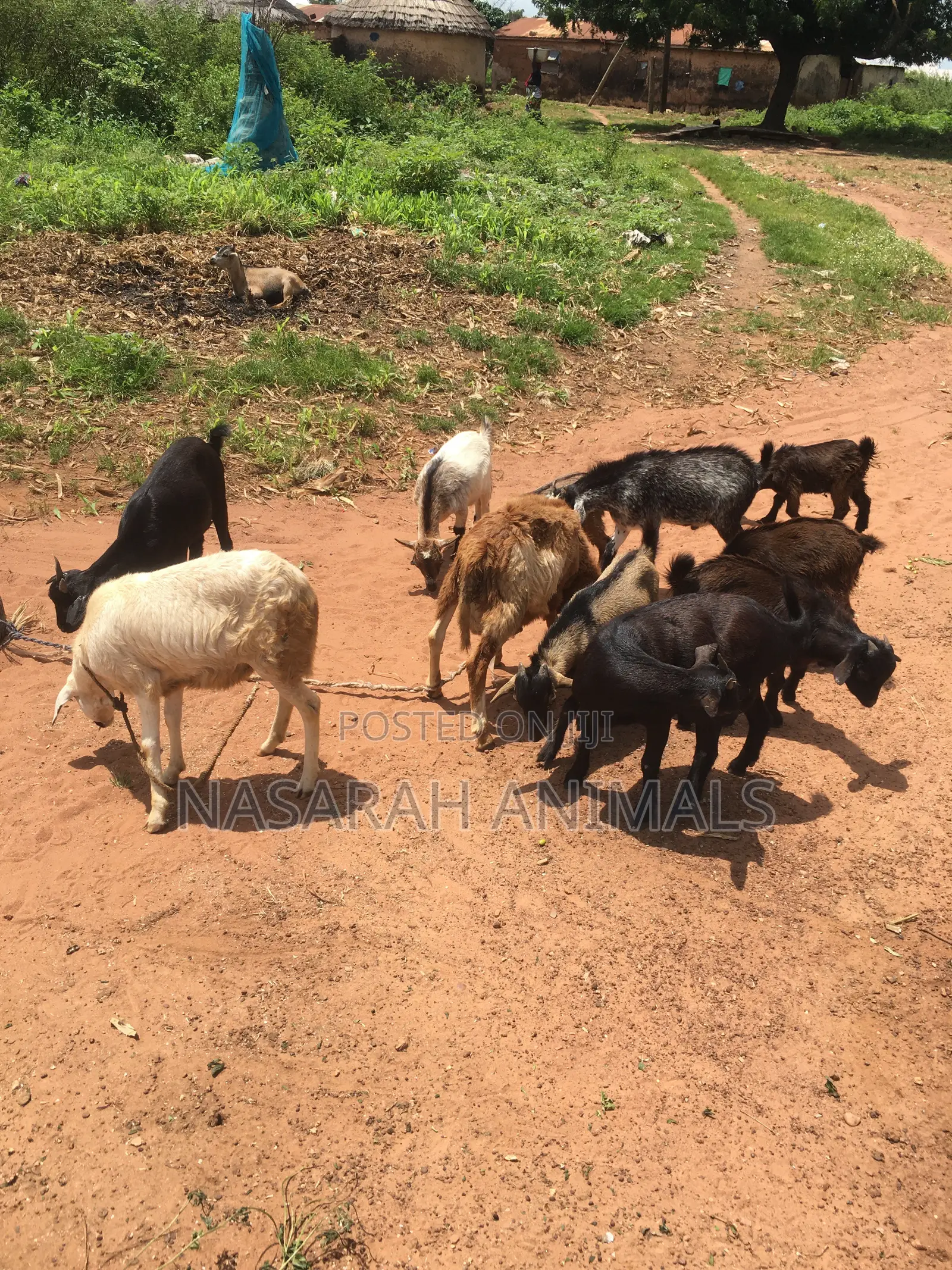 Nasarah Animals