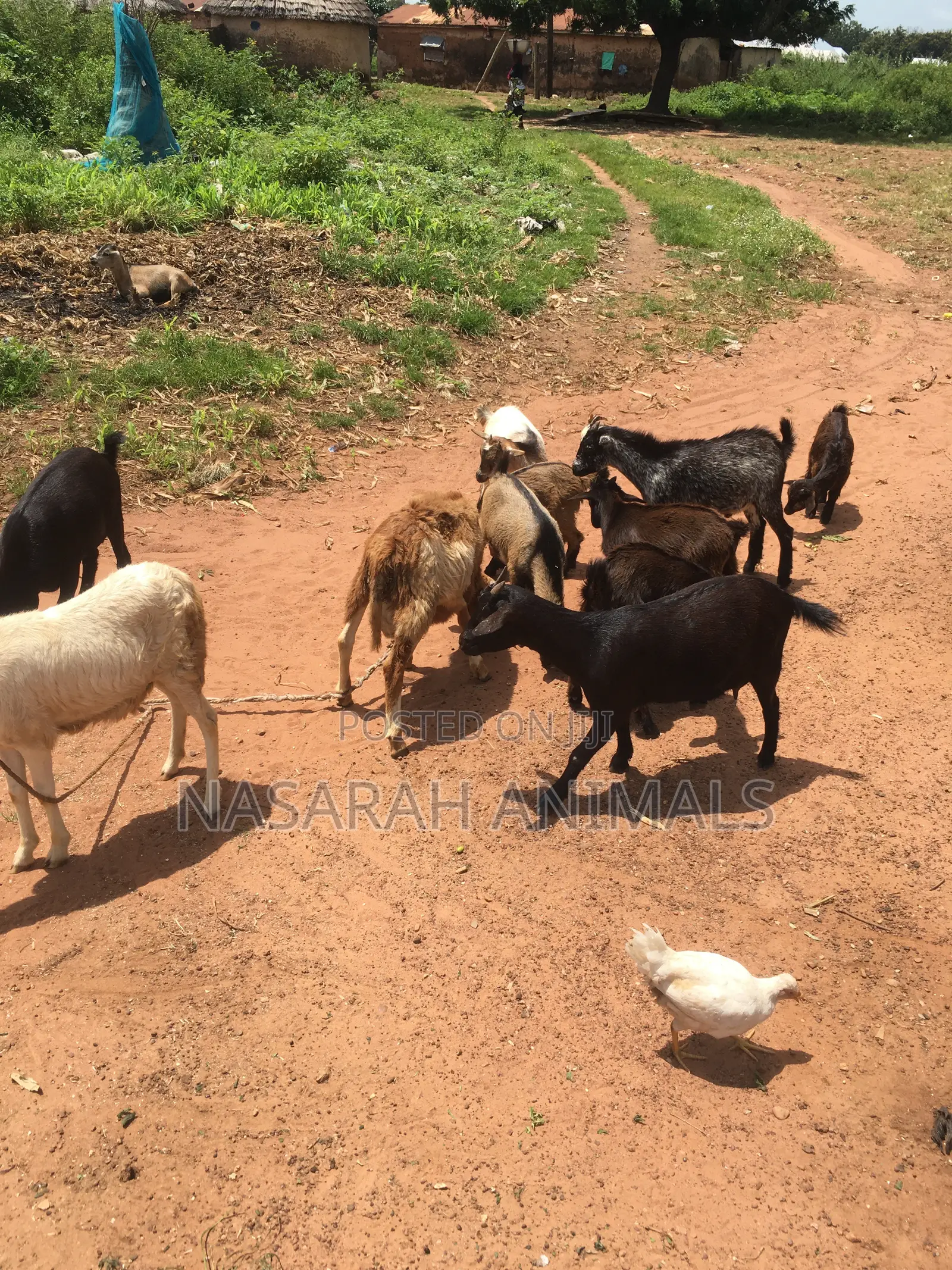 Nasarah Animals