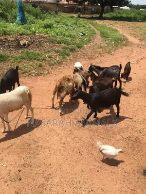 Nasarah Animals