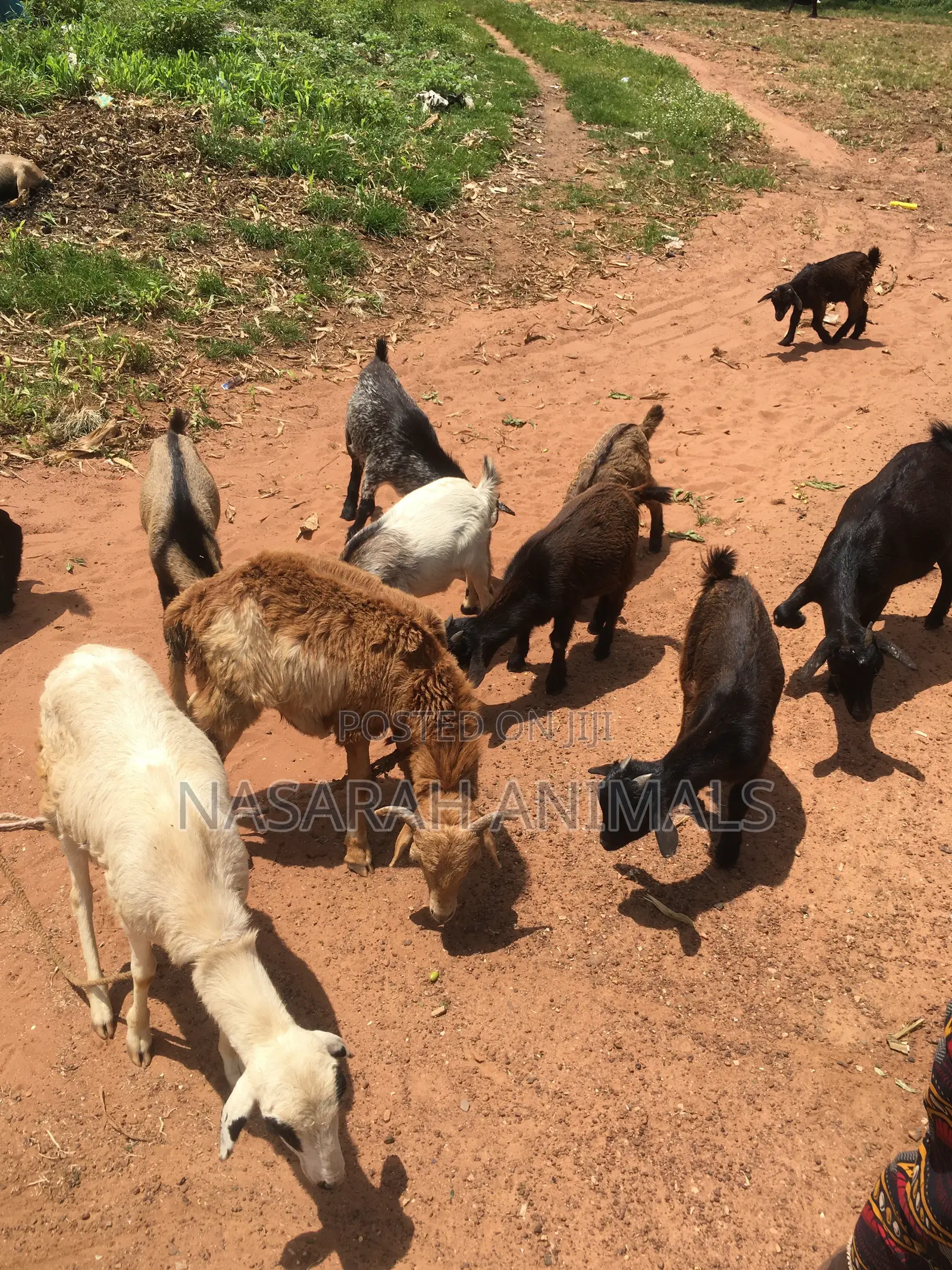 Nasarah Animals