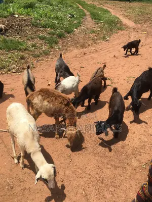 Nasarah Animals