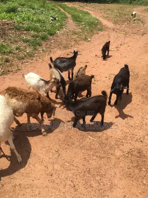 Nasarah Animals