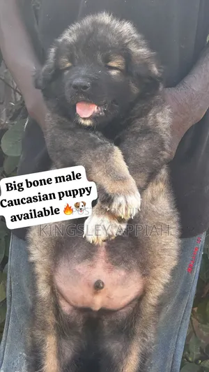 1-3 months Male Purebred Caucasian Shepherd