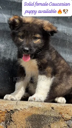 1-3 months Male Purebred Caucasian Shepherd