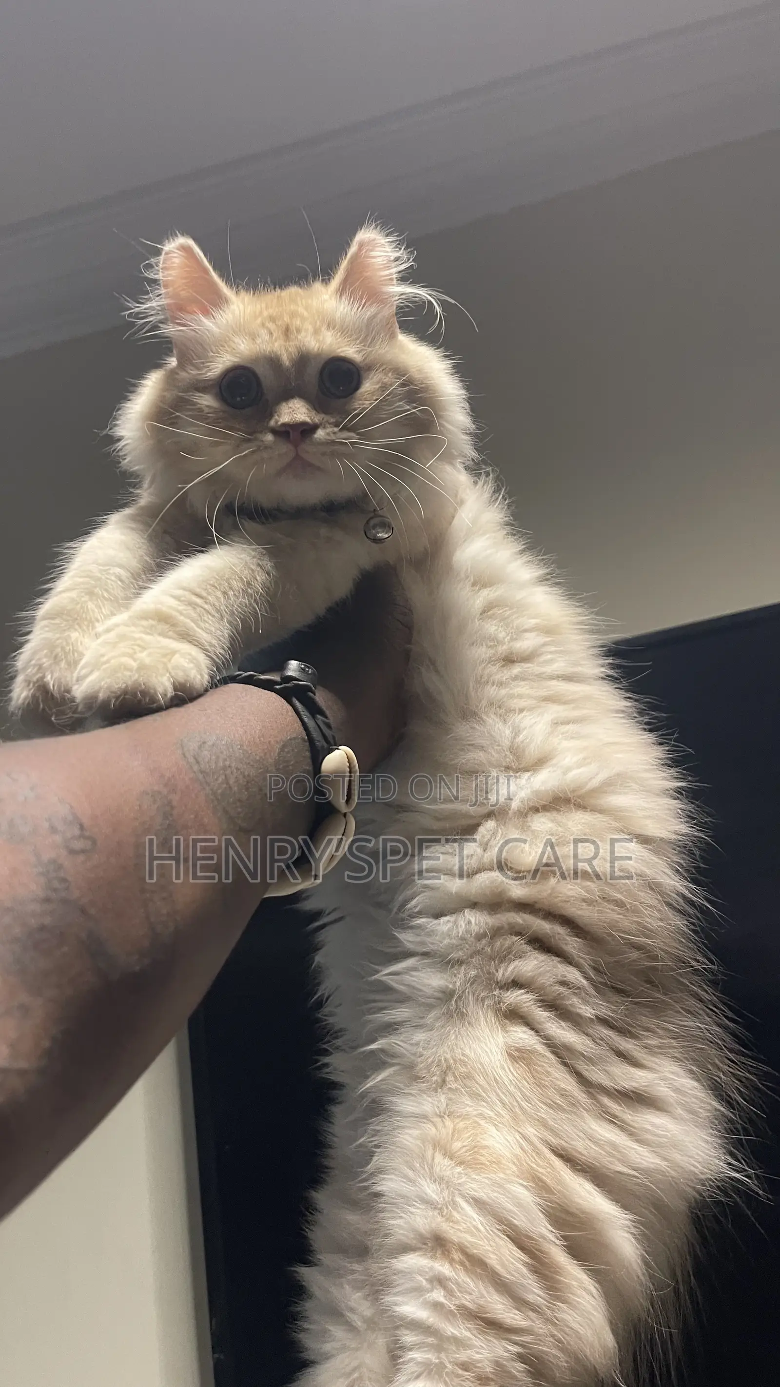3-6 months Male Purebred Persian