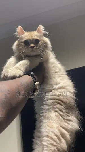3-6 months Male Purebred Persian