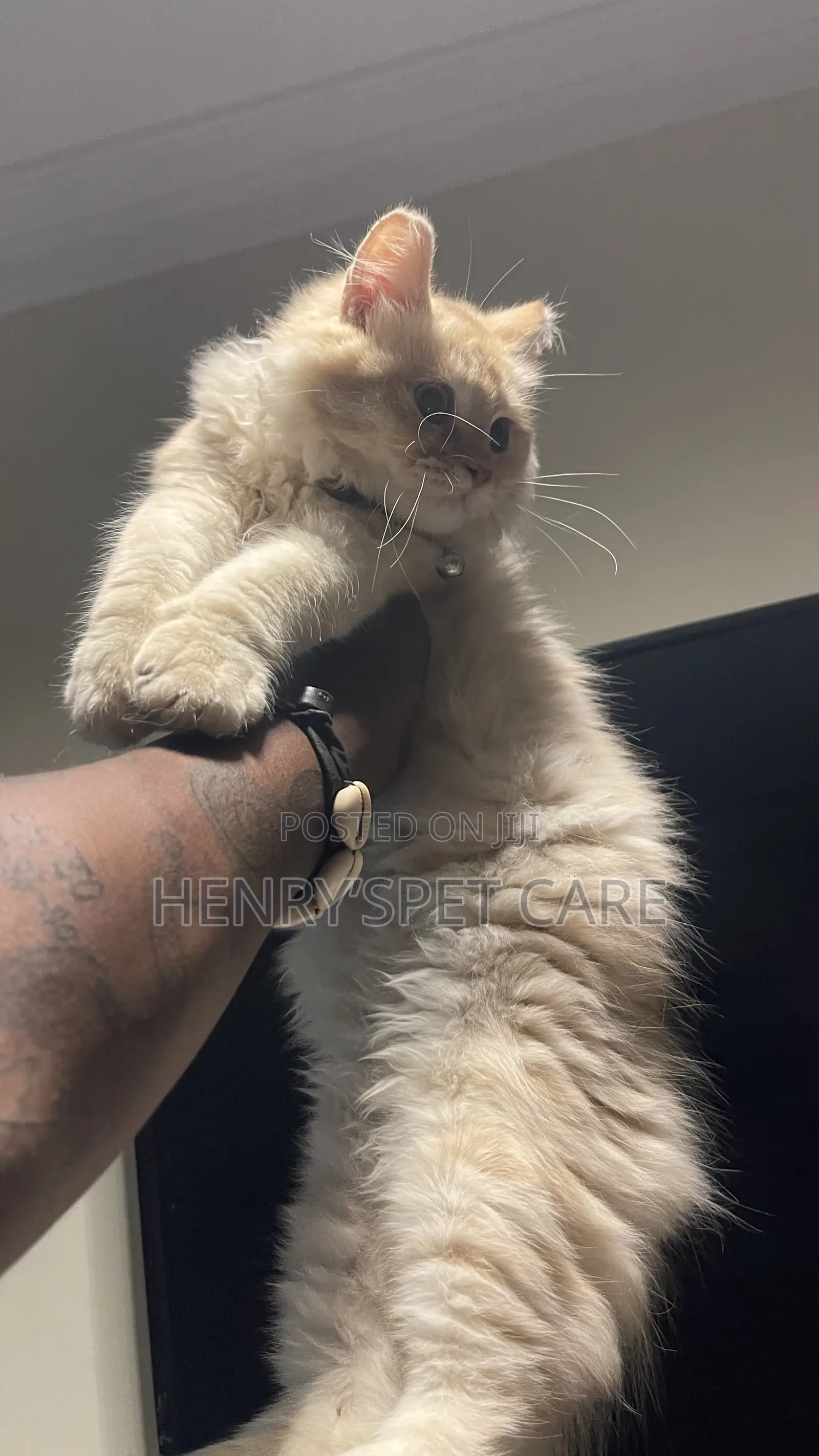 3-6 months Male Purebred Persian