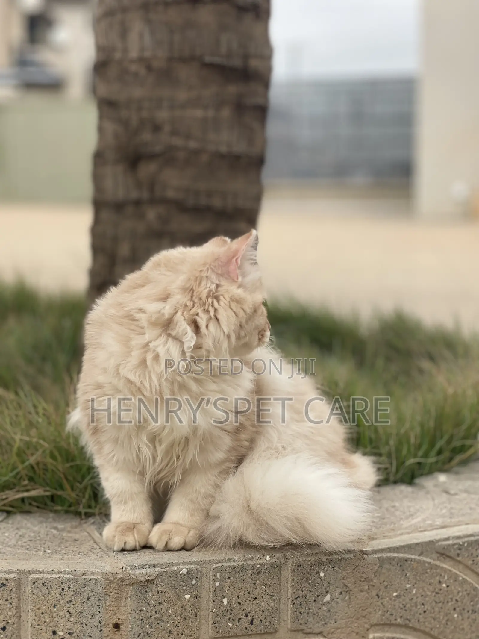 3-6 months Male Purebred Persian