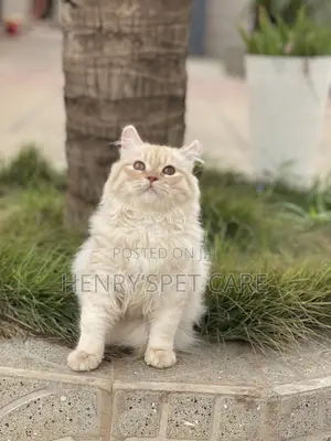 3-6 months Male Purebred Persian