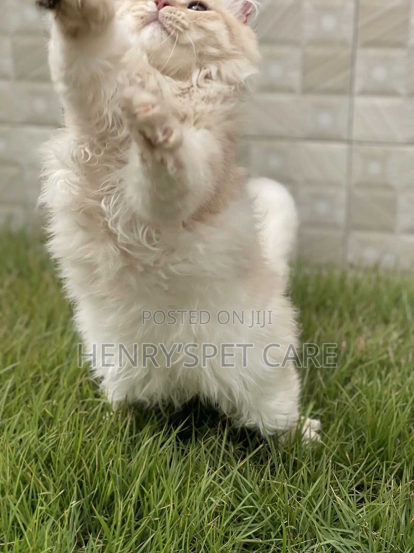 3-6 months Male Purebred Persian