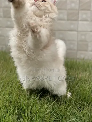 3-6 months Male Purebred Persian