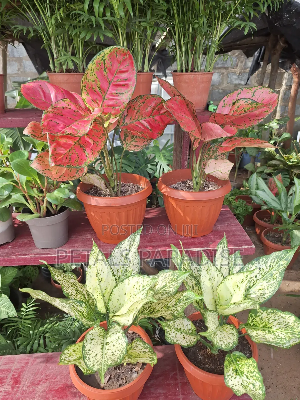 Pink and White Aglaonema for Sale