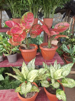 Pink and White Aglaonema for Sale