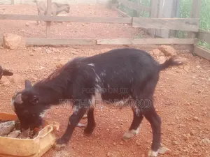 Local Goat