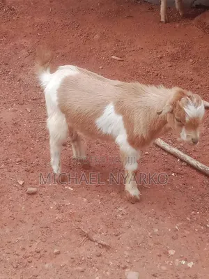 Local Goat