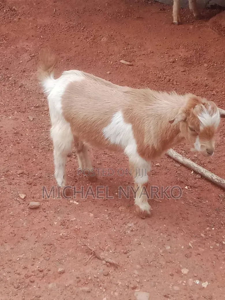 Local Goat