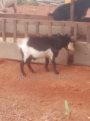 Local Goat