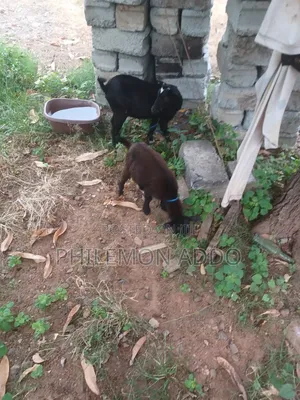 Original Pygmy Goats for Sale