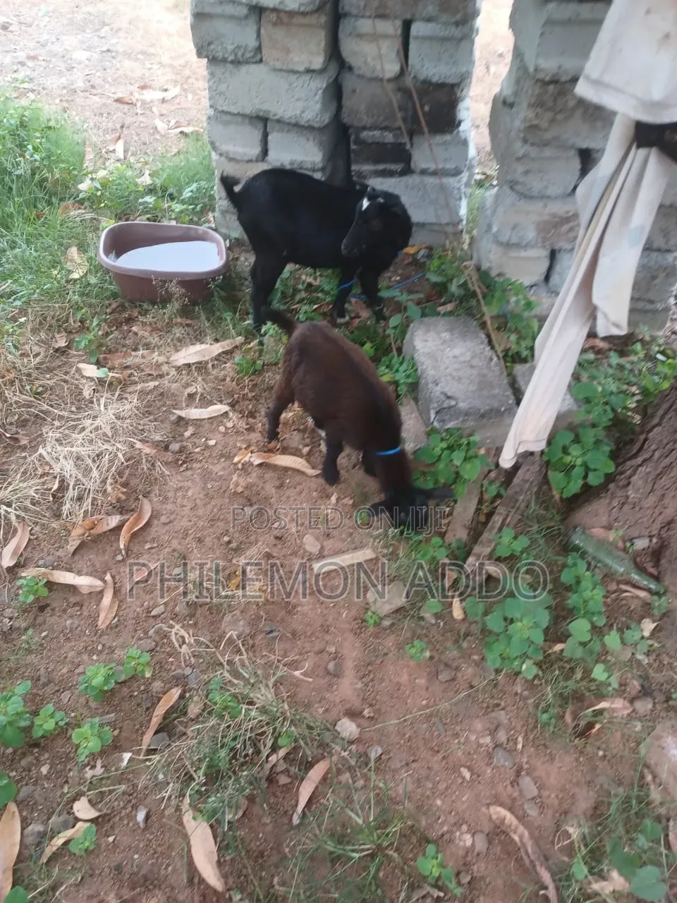 Original Pygmy Goats for Sale