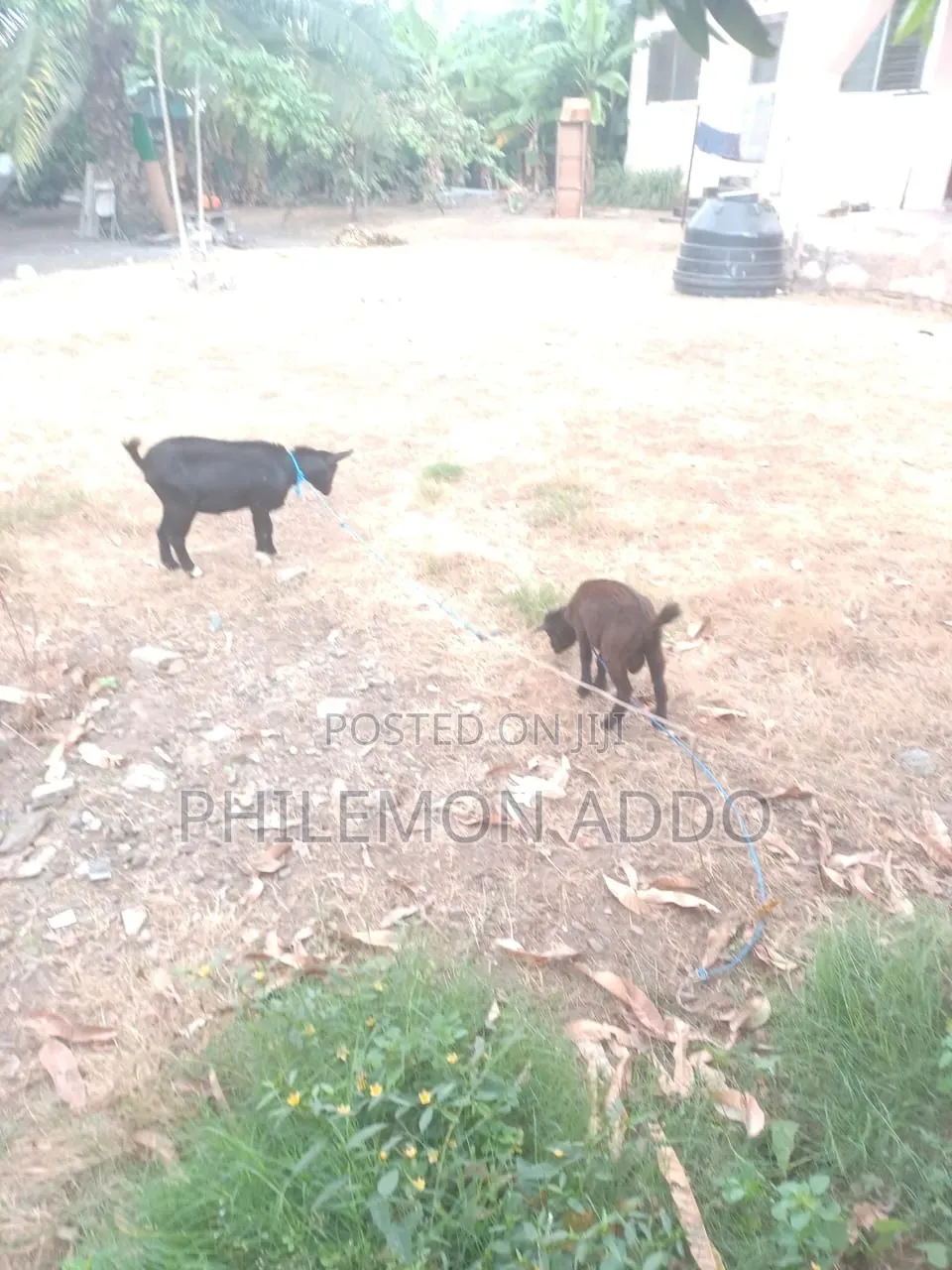 Original Pygmy Goats for Sale