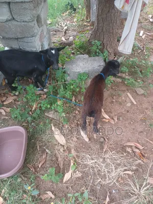 Original Pygmy Goats for Sale
