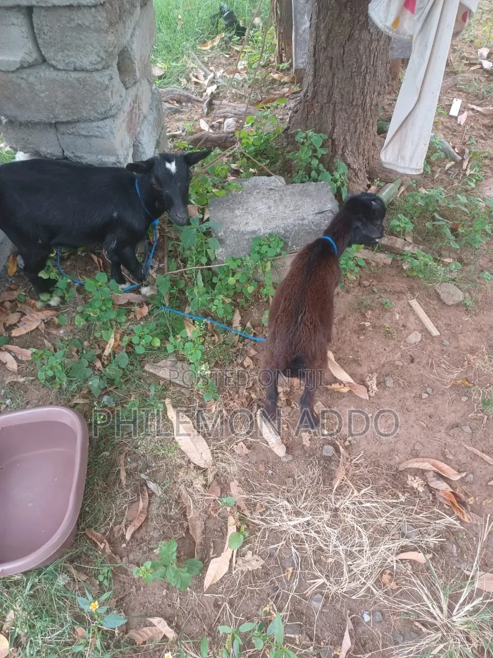 Original Pygmy Goats for Sale