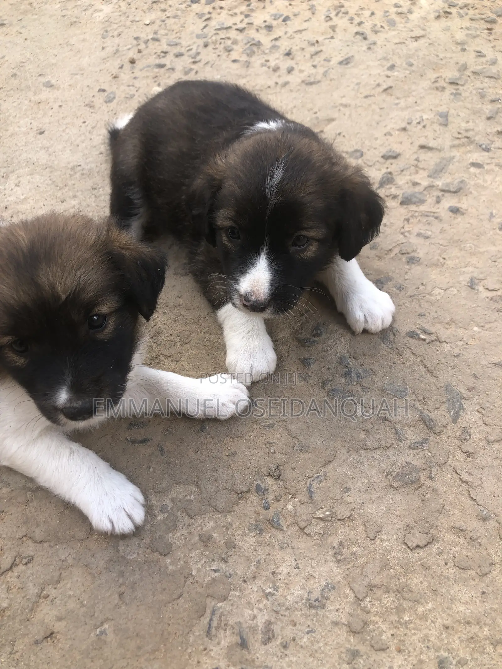 0-1 month Male Mixed Breed Dog