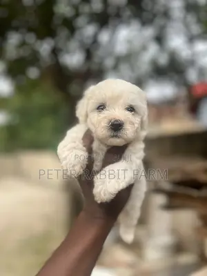 0-1 month Female Purebred Maltese