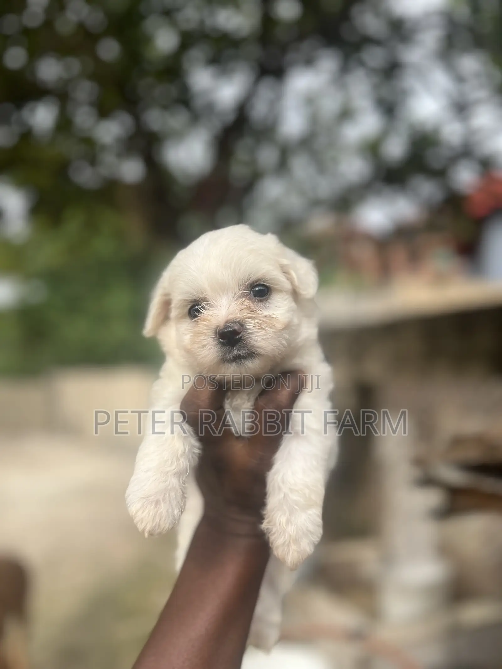 0-1 month Female Purebred Maltese