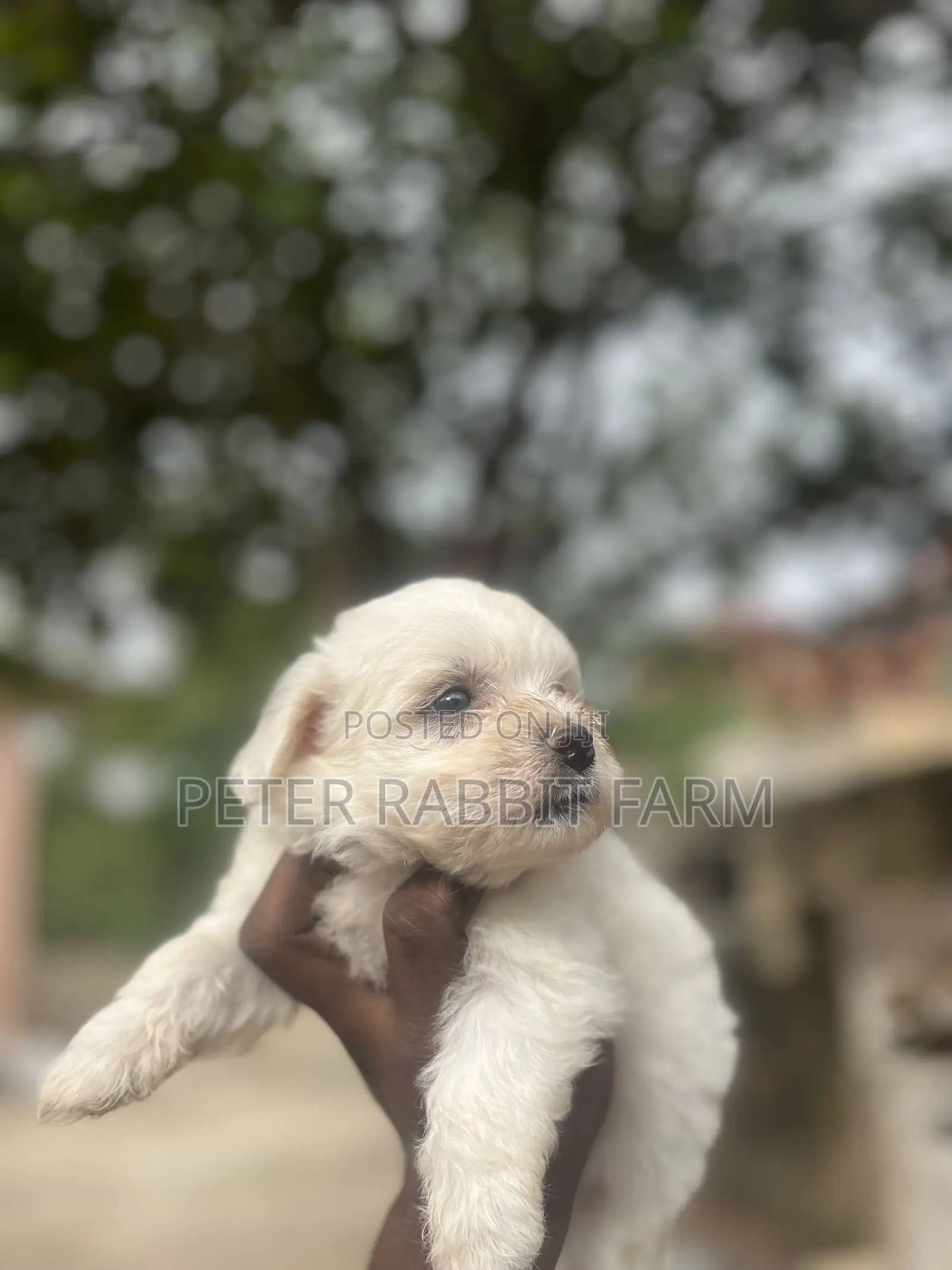 0-1 month Female Purebred Maltese