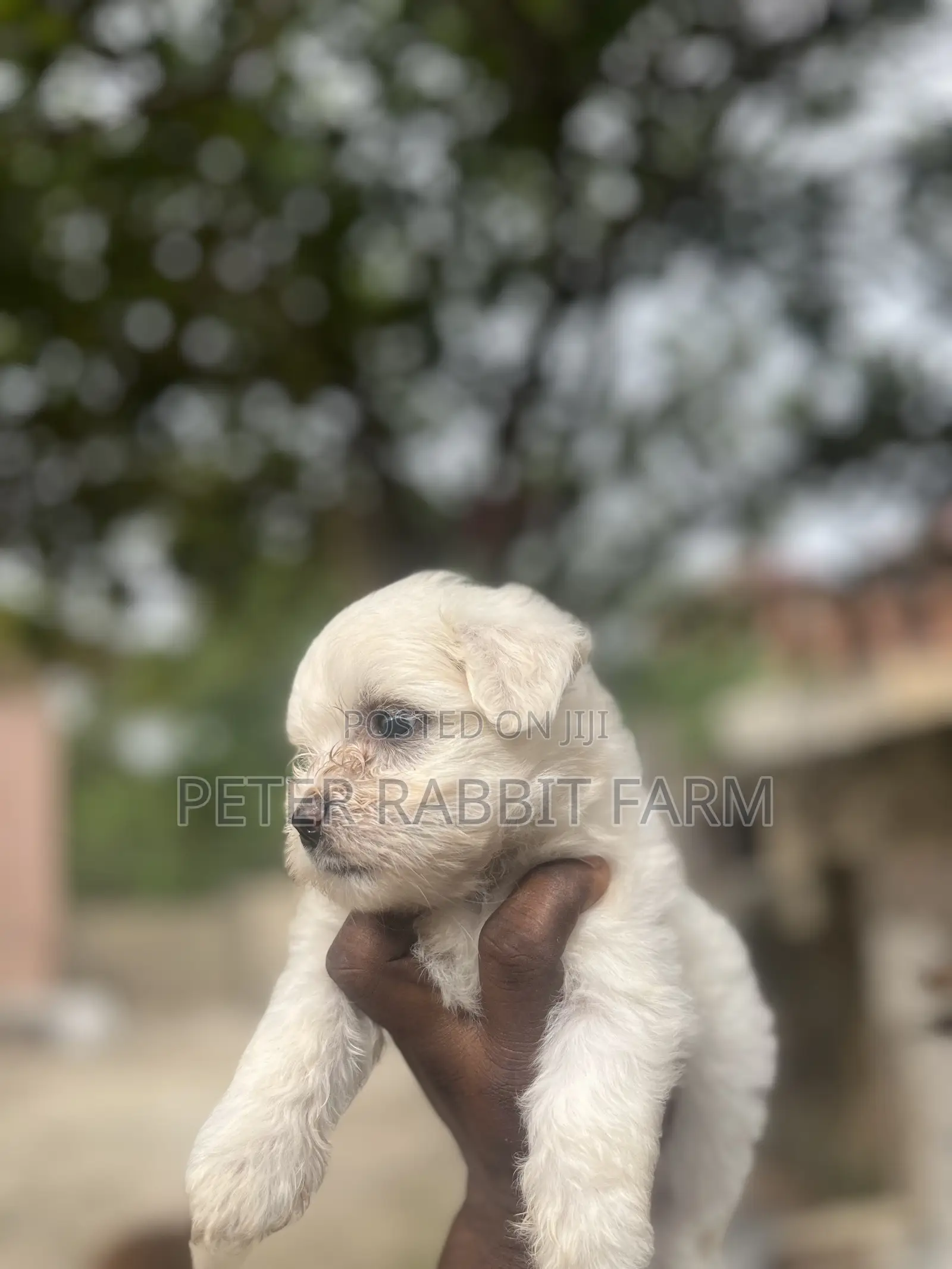 0-1 month Female Purebred Maltese